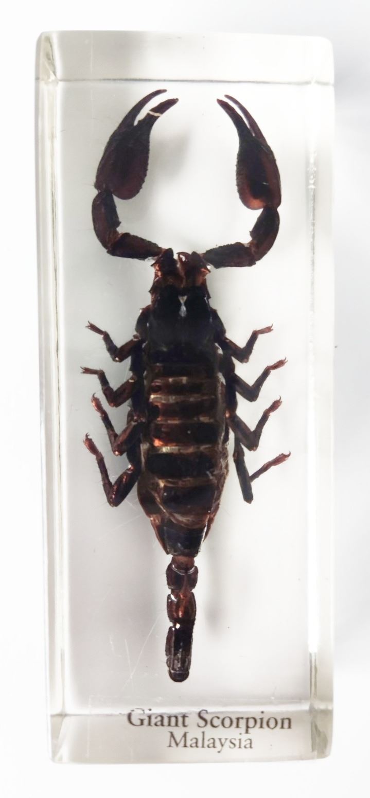 A giant scorpion in resin block, from Malaysia, 3.75" in length.