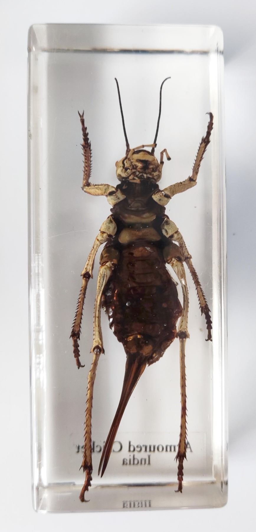 An armoured cricket in a resin block, from India, measures 4" in length. - Image 2 of 2