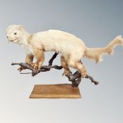 A taxidermy stoat on branch on wooden stand
