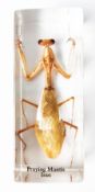 A praying mantis in resin block, from Iran, measures 4" in length.