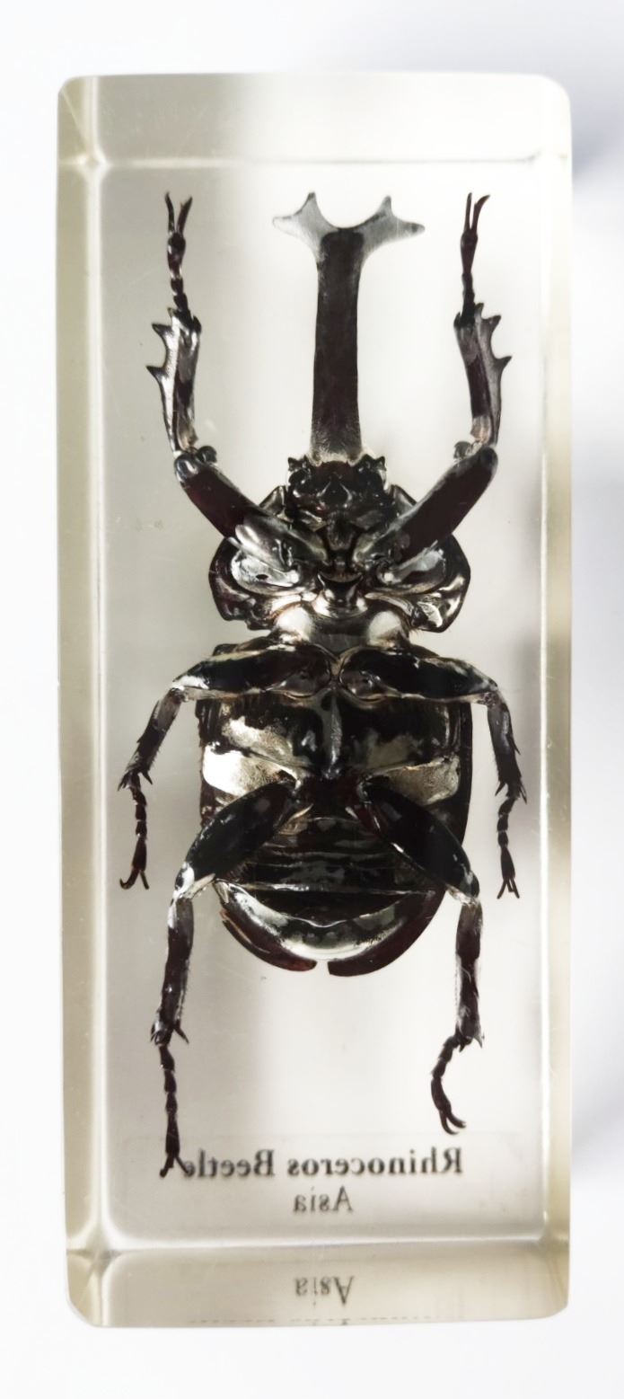 A rhinoceros beetle in resin block, from Asia, measures 3.75" in length. - Image 2 of 2