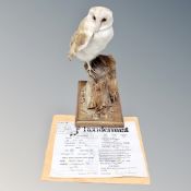 A taxidermy barn owl mounted on plinth, with certificate.