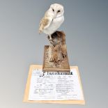 A taxidermy barn owl mounted on plinth, with certificate.