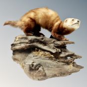 A taxidermy study of a pine marten on log