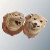 Two taxidermy studies of Fox and Otter heads mounted on shields