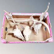 Three animal skulls with horns and antlers,