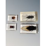 A collection of insects in resin blocks : Golden Asian stag beetle,