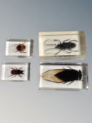 A collection of insects in resin blocks : Golden Asian stag beetle,