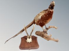 A taxidermy pheasant together with a pair of roe deer antlers mounted on oak shield.