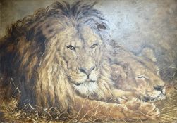 H Smart : Lion and Lioness, oil on board,