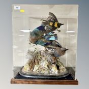 A taxidermy group of three birds, in a contemporary perspex and wood display,