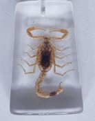 Leiurus abdullahbayrami scorpion in resin block and box.