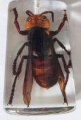 A large Asian hornet in resin block and box