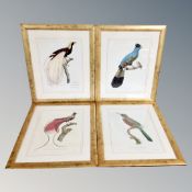 Seven French gilt framed ornithological prints.