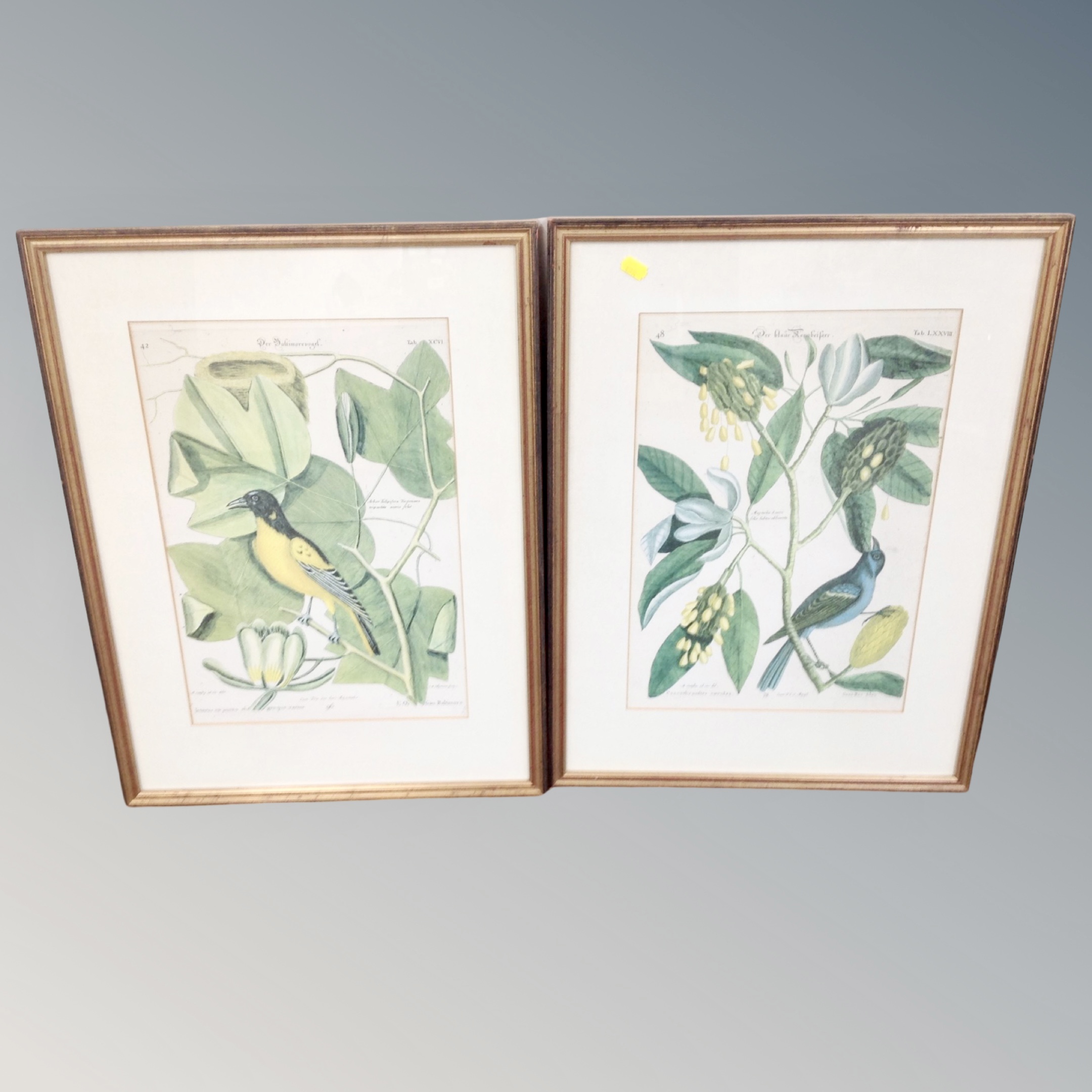 A pair of French ornithological prints