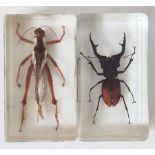 Very large cricket and a large stag beetle in resin blocks.