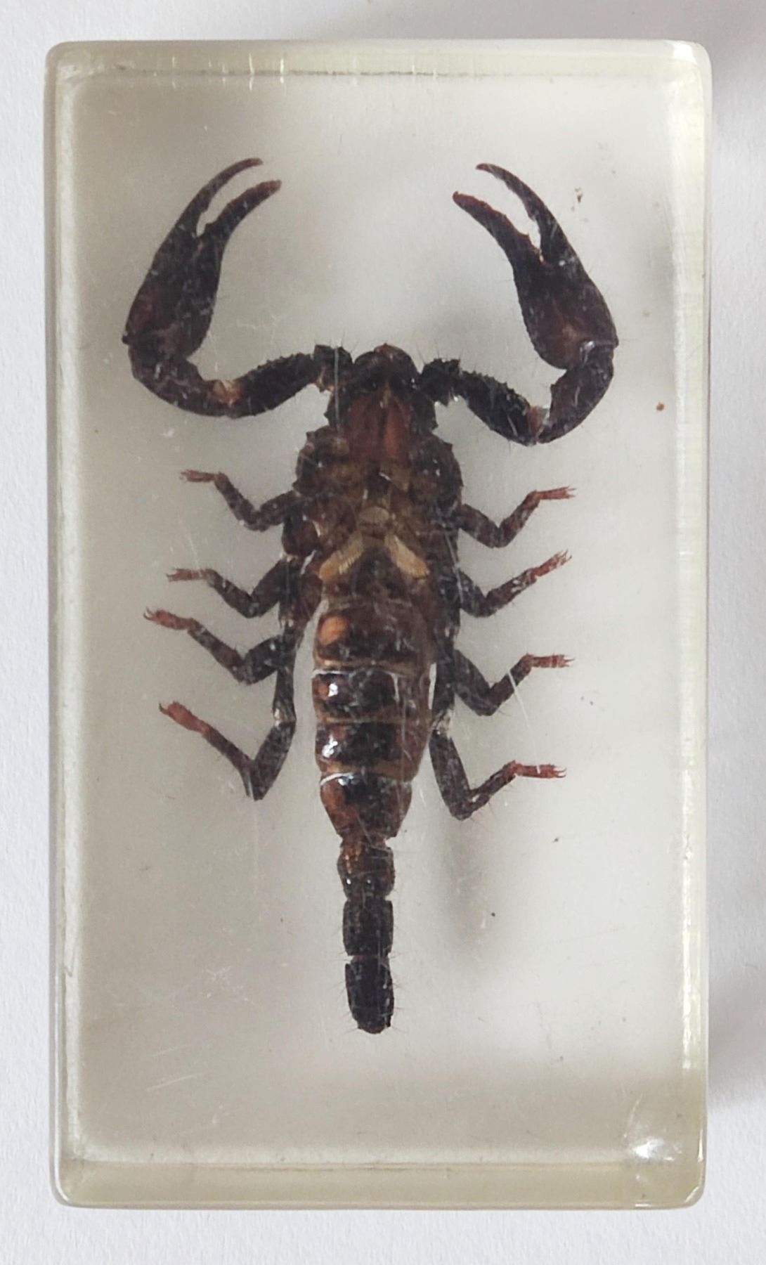 Asian forest scorpion in resin block. - Image 2 of 2