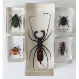 A collection of insects in resin blocks, to include whip scorpion, dune beetle, scarab beetle,