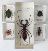 A collection of insects in resin blocks, to include whip scorpion, dune beetle, scarab beetle,