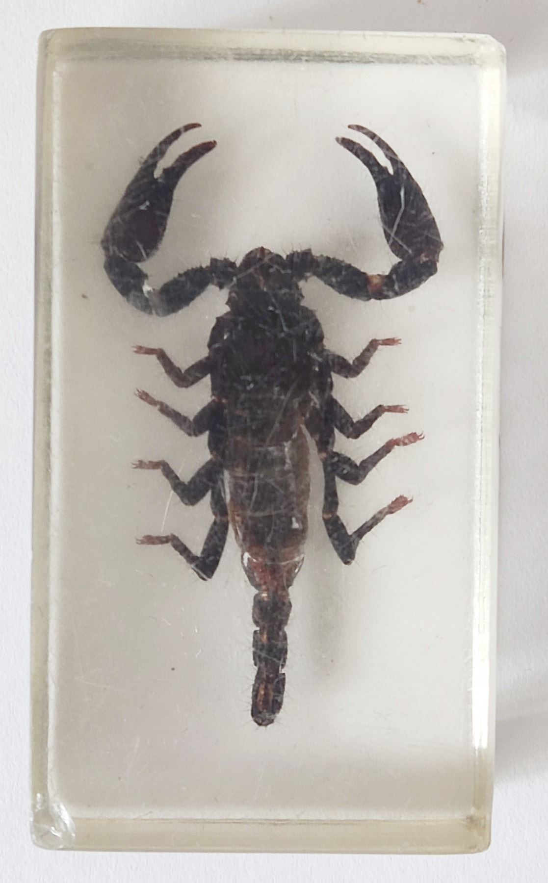 Asian forest scorpion in resin block.