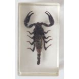 Asian forest scorpion in resin block.