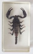 Asian forest scorpion in resin block.