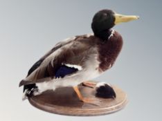 Two taxidermy ducks and a further bird on naturalistic perch