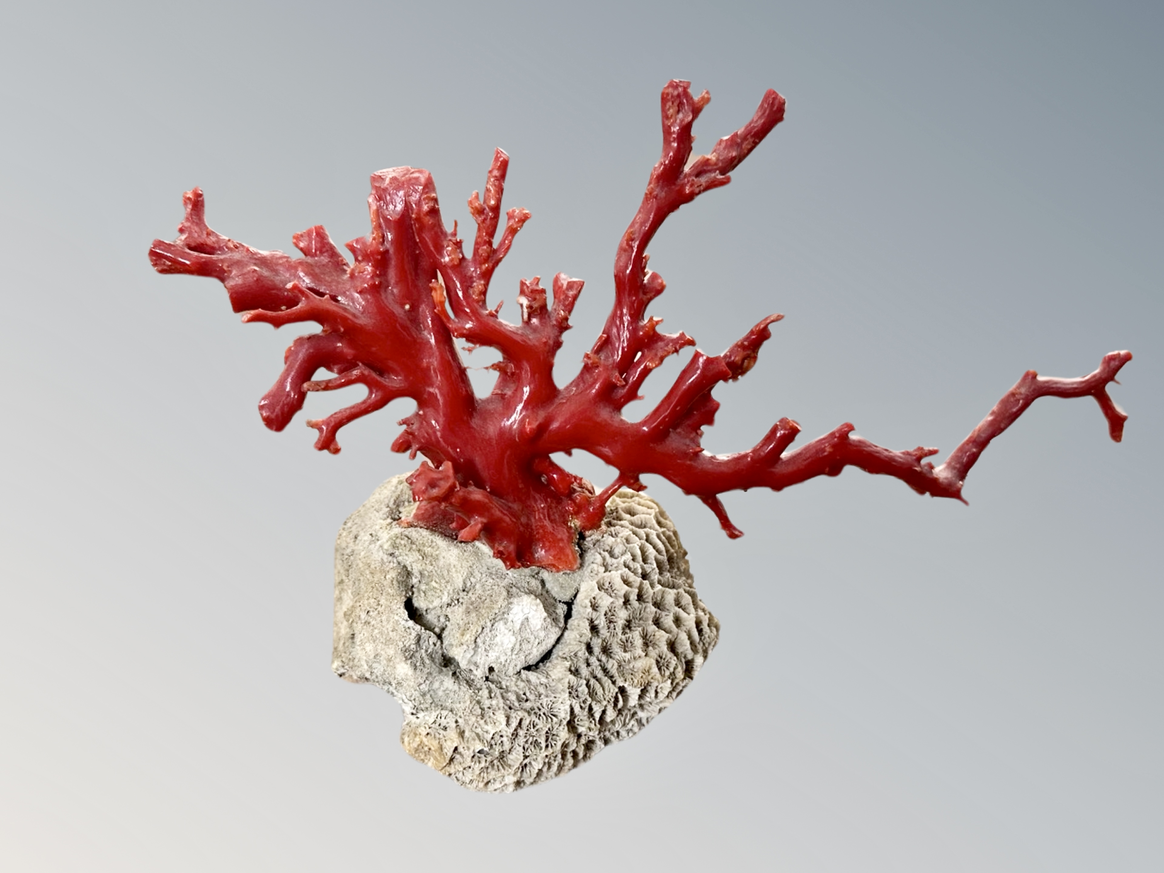 A red coral specimen,