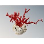 A red coral specimen,