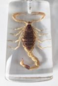 A Chinese Armour Tailed Scorpion in resin