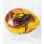 A large hornet inside Burmese amber