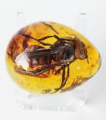 A large hornet inside Burmese amber