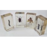 A collection of insects in resin blocks - Japanese Carpenter ant, Flower Mantis,