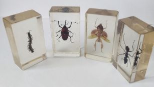 A collection of insects in resin blocks - Japanese Carpenter ant, Flower Mantis,