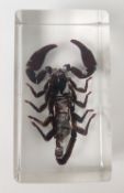 An Asian forest scorpion in resin block and insects in cherry amber.