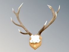 A pair of deer antlers mounted on wooden shield