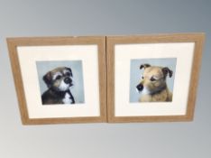 A pair of paintings of terriers, signed Foley, framed.