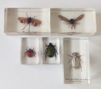 Collection of insects in resin blocks - Sugarcane white grub beetle, 2 x Cicada,