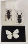 A cabbage white butterfly, cockroach and wasp in resin and Bumble bee,