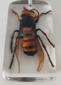An Asian hornet in resin