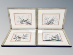 19th Century Chinese School : A set of four gouache studies on pith depicting exotic birds,