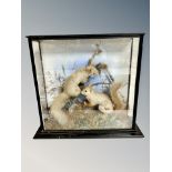 A Victorian taxidermy pair of squirrels in glazed display case,