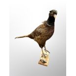 A taxidermy pheasant on naturalistic log perch,