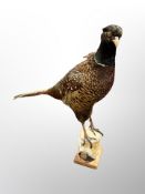 A taxidermy pheasant on naturalistic log perch,