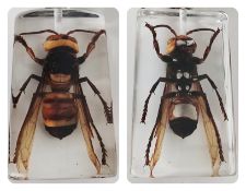 A Giant Asian hornet in resin