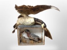 A taxidermy Canada goose and Mallard duck in display box (af)