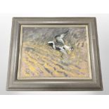 John Paige : Grey Plover, oil on canvas, signed with the artist's monogram, 29 cm x 36 cm,