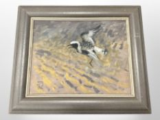 John Paige : Grey Plover, oil on canvas, signed with the artist's monogram, 29 cm x 36 cm,