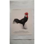 FEATHERED WORLD, selection, inc. insert prints, 1920s-1930s (14); reward card, printed back, VG to