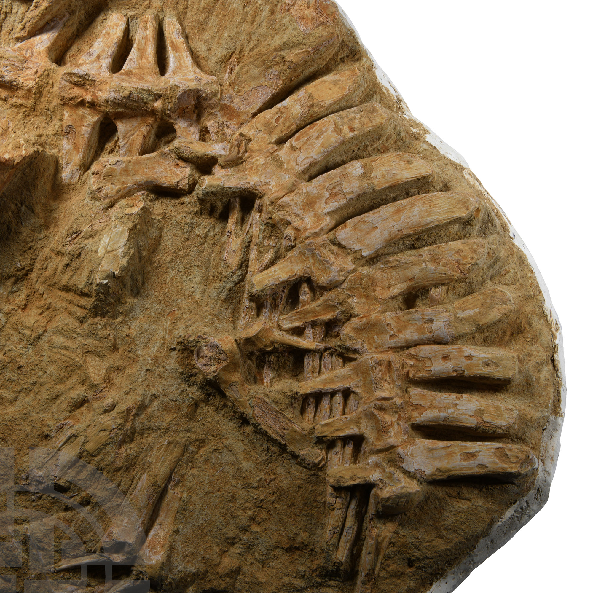 Natural History - Three-Dimensional Mosasaur Skull with Vertebrae - Image 2 of 3